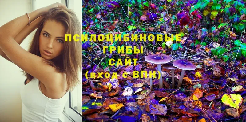 Псилоцибиновые грибы Cubensis  продажа наркотиков  Ладушкин 